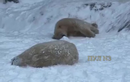 � ��� ����-�� �������� - ���������� ����: