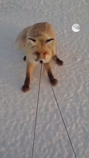 "���������� ����, ����". ������ ���� ���������� ������� ����� ���� � ������ ��-��� ���� � �������