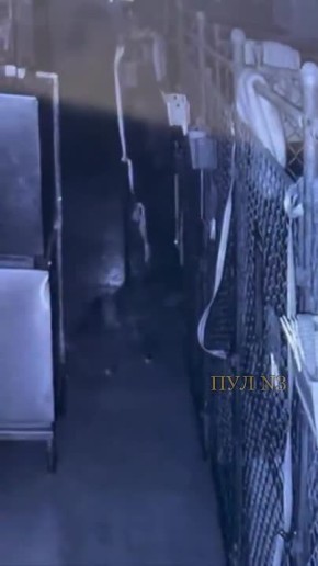 В США собака сбежала из приюта, самостоятельно открыв входную дверь: