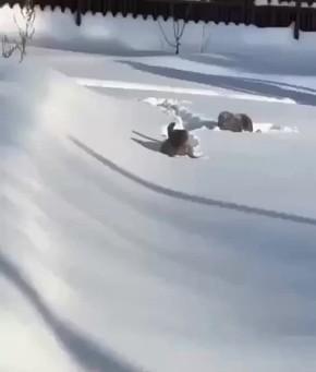 ������ ����������: ����� ��� �� ���������� ������� � ����, ��� ������� ������� �� �����