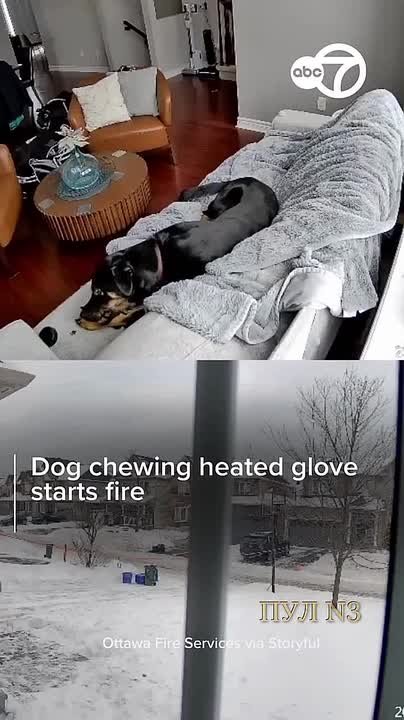 В Оттаве собака устроила пожар в доме – она начала жевать перчатку с подогревом: