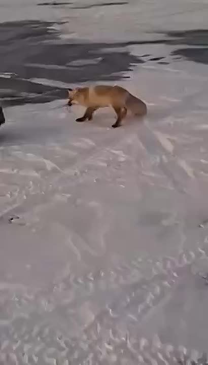 ���� ����: ������ ������ ��� �������: ������� ������� �������� �������� �� ���� ���� � ����� � �������