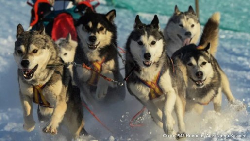 Оборона Гренландии состоит из двух упряжек с собаками