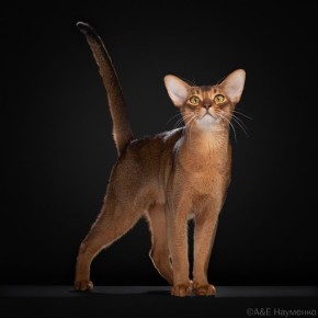 ��������� ������ ��������� � ���� ���� ����������, ����� ��� ������� � ������