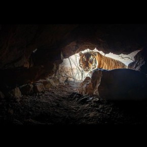 "Мне только спросить". "Растерявшийся" амурский тигр попал в кадр фотоловушки немецкого фотографа в Приморье