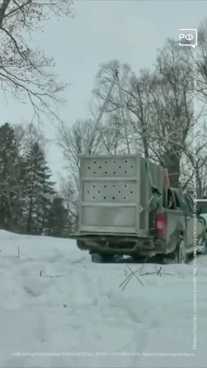 Осторожно: двери открываются! Амурский тигр спешит поскорее выйти из загона вагона