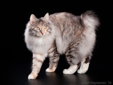 ��� ���������� ����� �� ������ �������� ������� � ���� ����� ����������� �������� ����� ���� ������ ������ ���