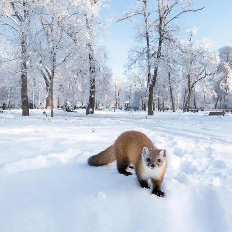 ������� ���������� ������� ������� ��������� � ����� �������� �������