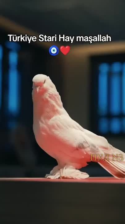 � ������ ������� ������ �� ���� ����������: