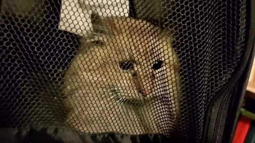 ��������� �������-�� ��������� ���� �� �������� � ����������