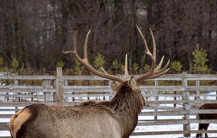 В Ясногорском районе создадут крупнейшую в Европе оленью ферму