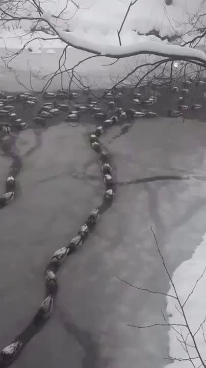 ���� �������� � "������" � ����������