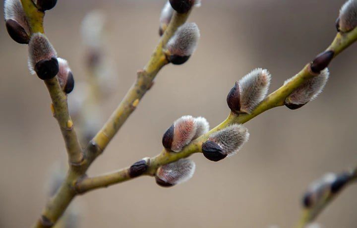 � �������� ������� ���������� ������ �������� ������ ������