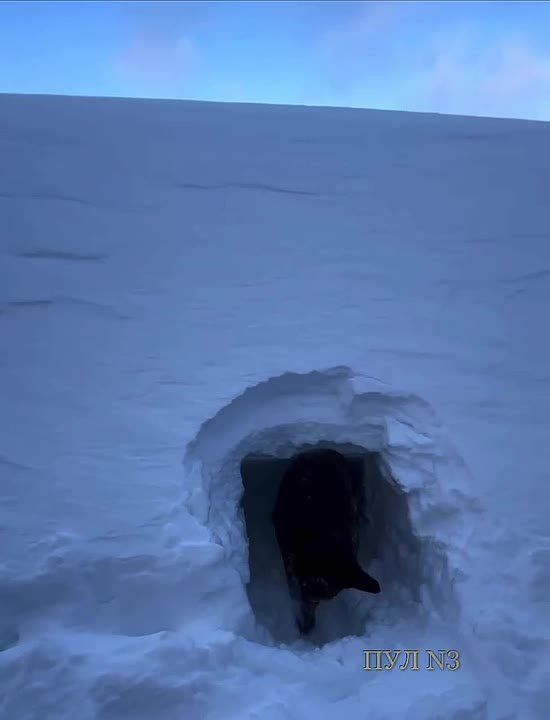 ��� � �� �������, �� � �� �������. �������������, �������������. �����! �����! ���, ���, ���!�: