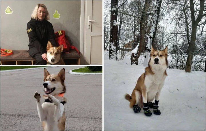 ϸ�-��������� �� �������� ����� ����� ������� �������, �������� � �����