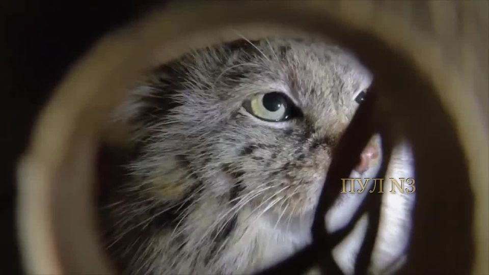 ���� ����� ������� �� ����������� �������� ������� �� ���������, ������ �� � ������������� ������� �������� �������: