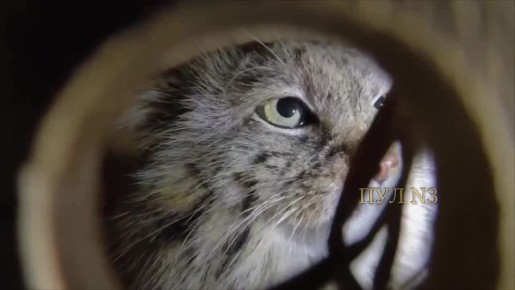 ���� ����� ������� �� ����������� �������� ������� �� ���������, ������ �� � ������������� ������� �������� �������: