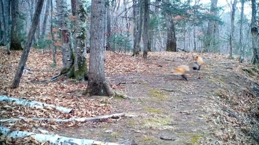 Редкие кадры с игрой лис запечатлели в национальном парке "Земля леопарда"