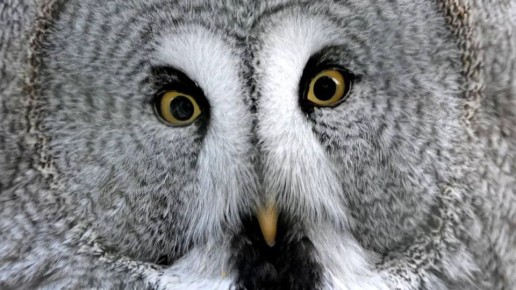 ����, ���� � ����� ������ �� �������: