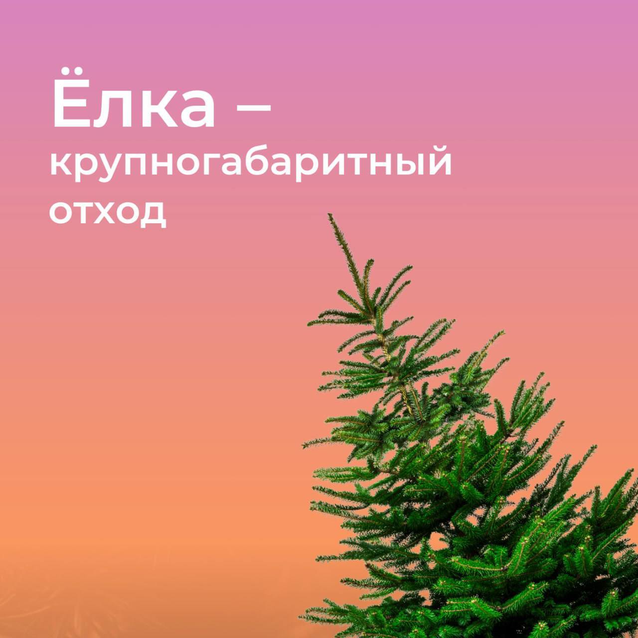 Постпраздничные хлопоты: правила утилизации натуральных новогодних ёлок Постпраздничные хлопоты: правила утилизации натуральных новогодних ёлок