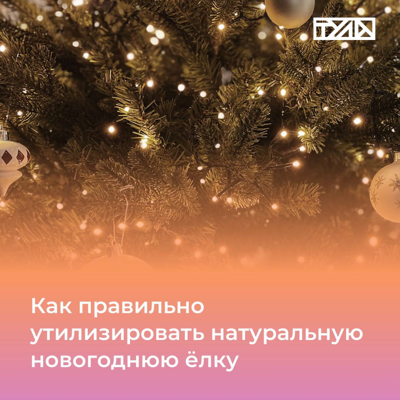 Постпраздничные хлопоты: правила утилизации натуральных новогодних ёлок