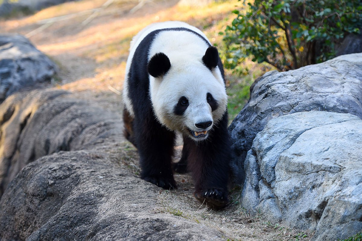 Тысячи человек пришли в зоопарк в Токио попрощаться с последними оставшимися в Японии пандами Тысячи человек пришли в зоопарк в Токио попрощаться с последними оставшимися в Японии пандами