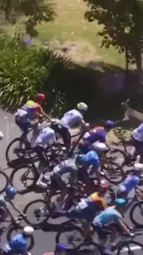 Кенгуру выбил лидера велогонки Tour Down Under на последнем этапе