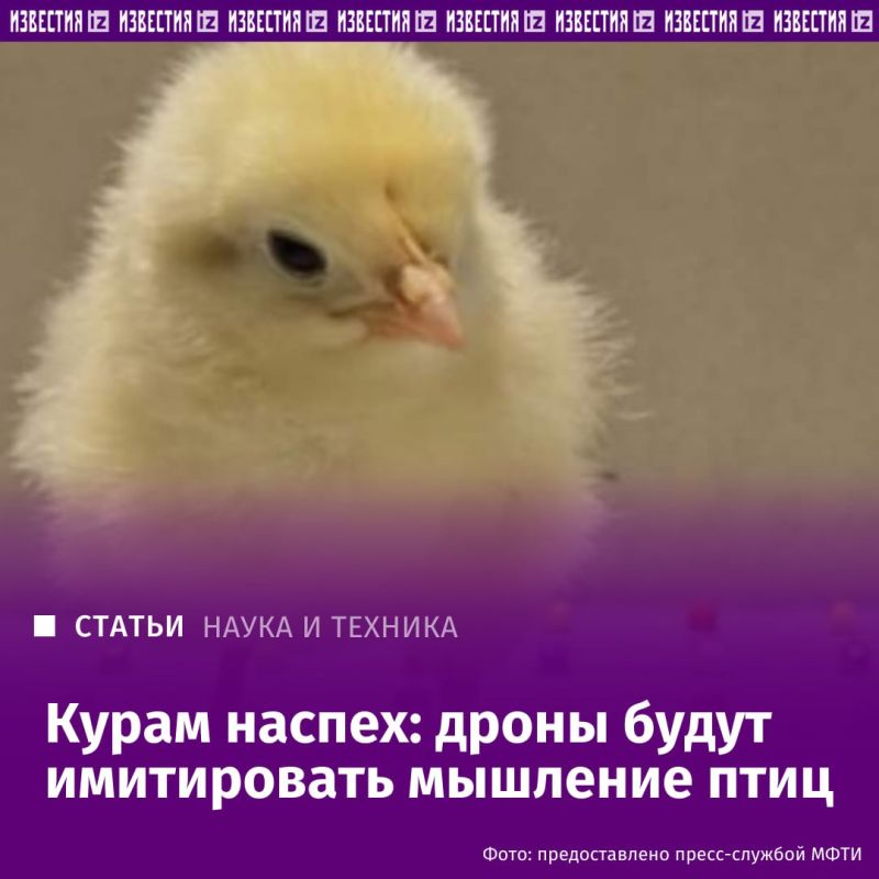 Исследователи из Института искусственного интеллекта МФТИ и МГУ впервые подробно описали механизм мышления птиц, позволяющий им различать предметы с разными свойствами