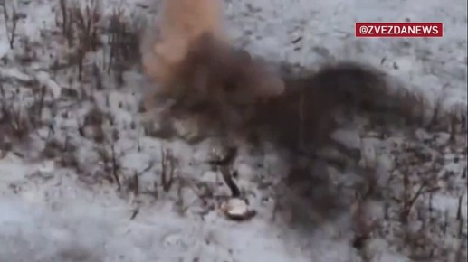 � ������������� ����������� ���������� �������� �� �������� ������ ���� ������, ������� ������� ��� ����������� ������������ ����������� �������