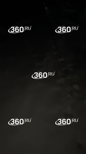 Тигры кошмарят жителей Приморья