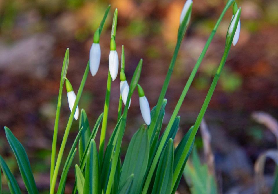 Олег Царёв: В Ялте уже весна. Подснежники