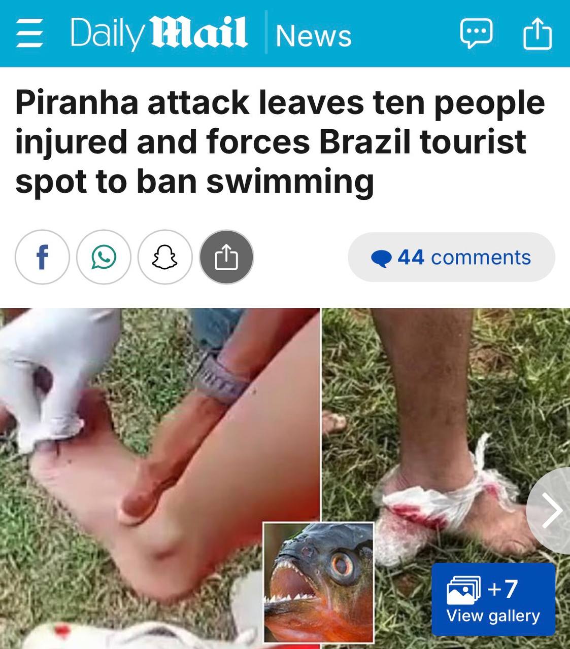 «В результате нападения пираний десять человек получили ранения, а популярное туристическое место в Бразилии было вынуждено запретить купание»: Пираньи напали на людей из-за стресса