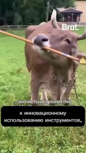 ������ ��������, ��� �������� �����������: