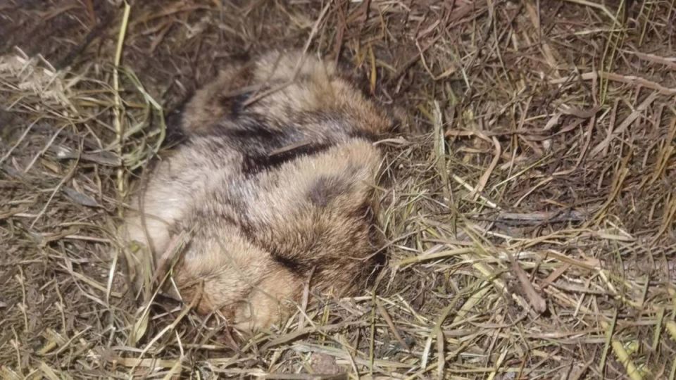 Олег Царёв: В этом году зима будет долгой: самый точный прогноз от сурка Филимона из Ленинградской области — впервые за десять лет он проспал свой профессиональный праздник