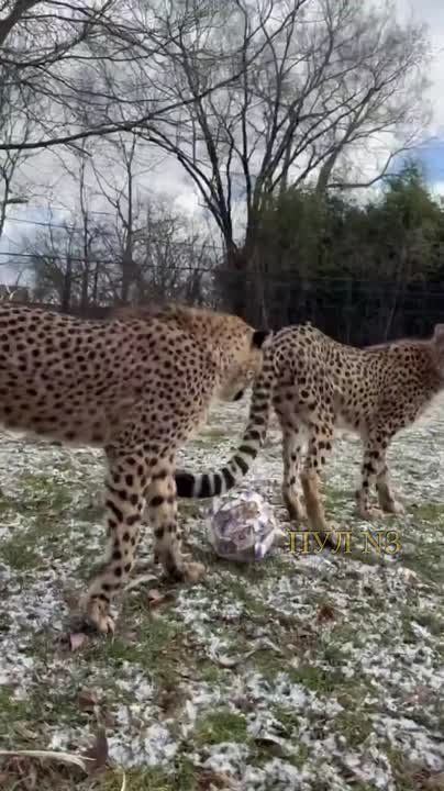 ���� ���� �� ������, ��� ����� �� ��������� �������: