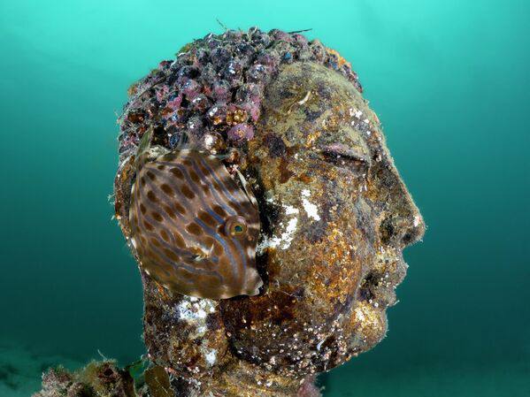 «Уставшая рыба» победила на конкурсе подводной фотографии: «Уставшая рыба» победила на конкурсе подводной фотографии: