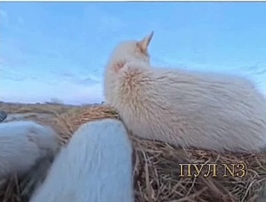 � �� �� ������, ��� ������ ������ ������ �������� ����� ��������: