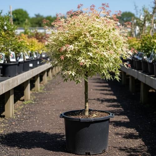 ������������ (������������) ���� ���������� � ��������� - �� ������� ��� �� ������ ������� ����� �������� ����� �� 700 ��� ������: