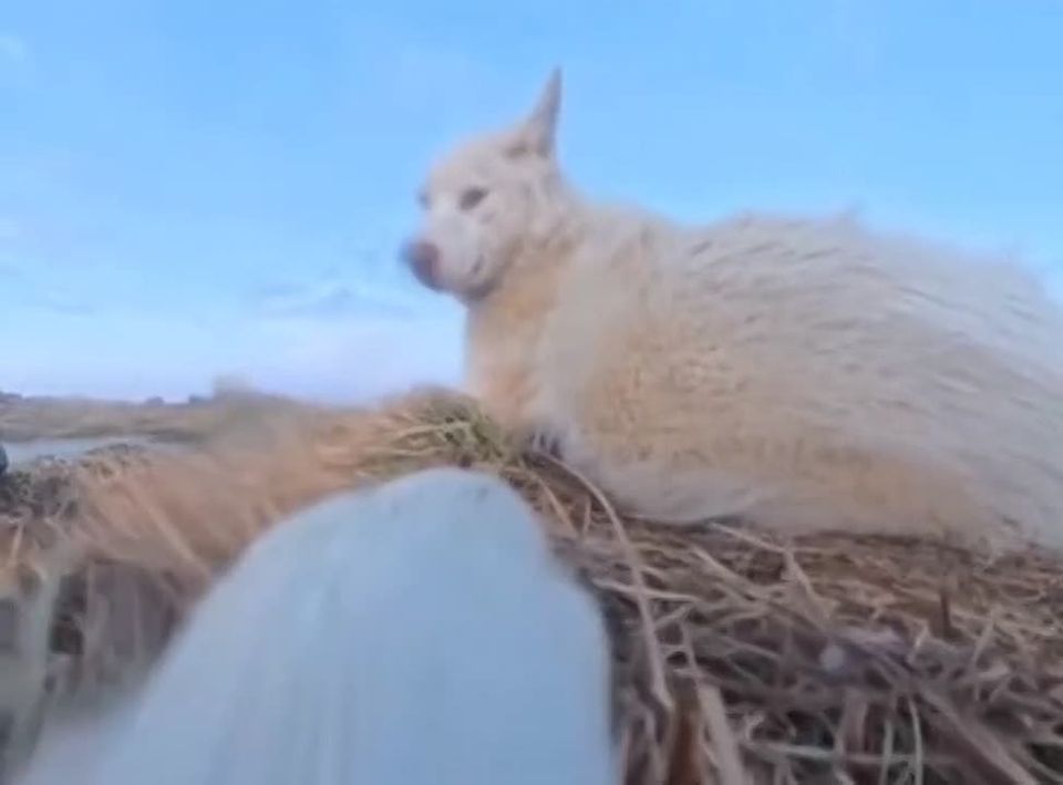 ������-������ � ���� � �����