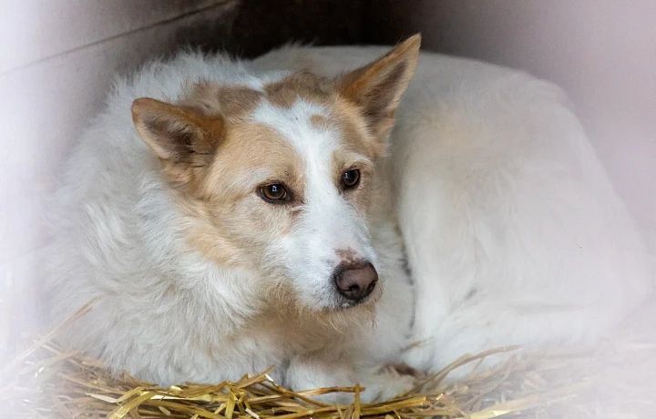 В январе в Тульской области чипировали 68 домашних животных