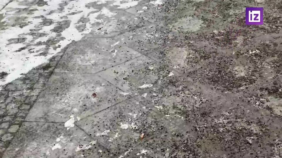 Аэропорт Берлин-Бранденбург полностью остановил полёты из-за опасных погодных условий, передает корреспондент "Известий"