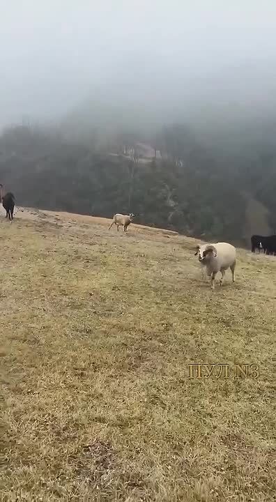 Вопрос к фитнес-экспертам: