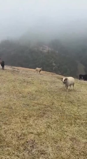 ������ � ������-���������: