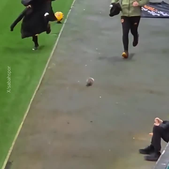 Пушистый нападающий выбежал на поле — бельчонок дважды остановил матч между "Халлом" и "Бристолем" в Англии