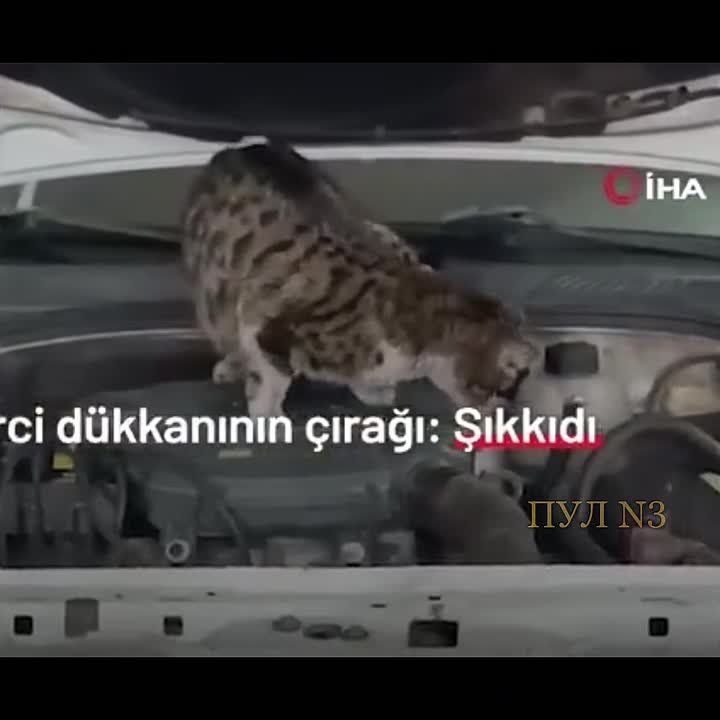 ��� �� ��������, ��� �� ���� ������: � ������ ����� ������ �������������� ����-������������