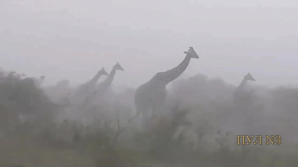 ��� ������, ���� �� ���� ������ �������: