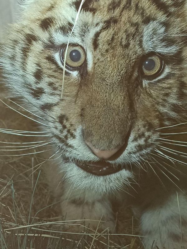 ��������-������ ����� � ����������� ����