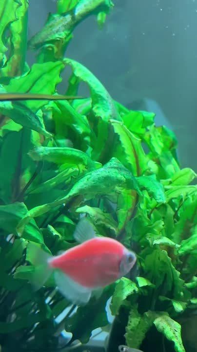 � ��� ��� ��������� ����� �� ������?