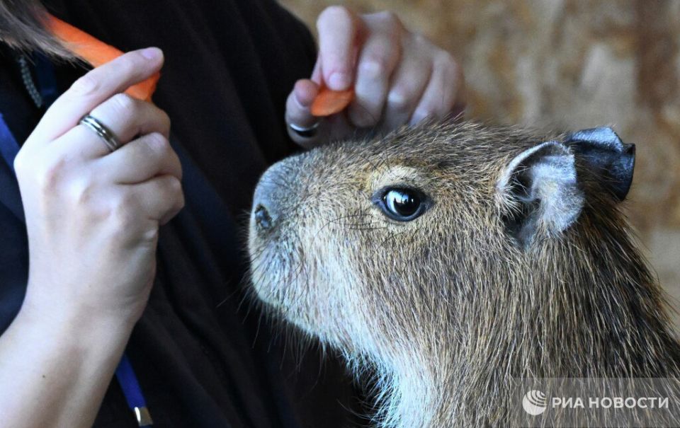 ������� ������� ����������� � ���������� ���������