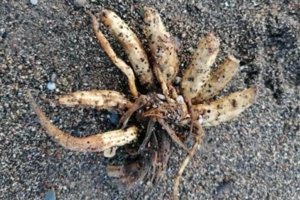 �� ���� �������� ��������� "����� ��������" - ��������, ��������� ����� �������� ����� ������ �������������: